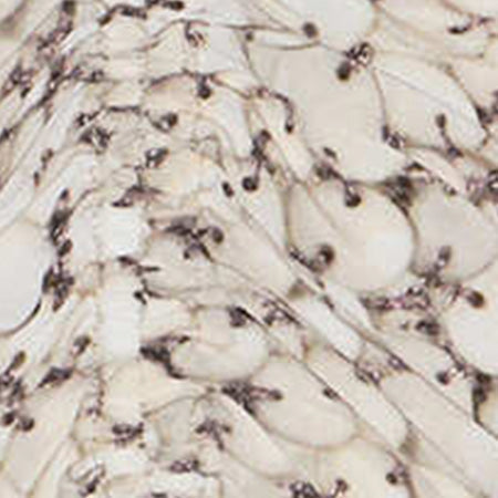 ALBINI DRESS